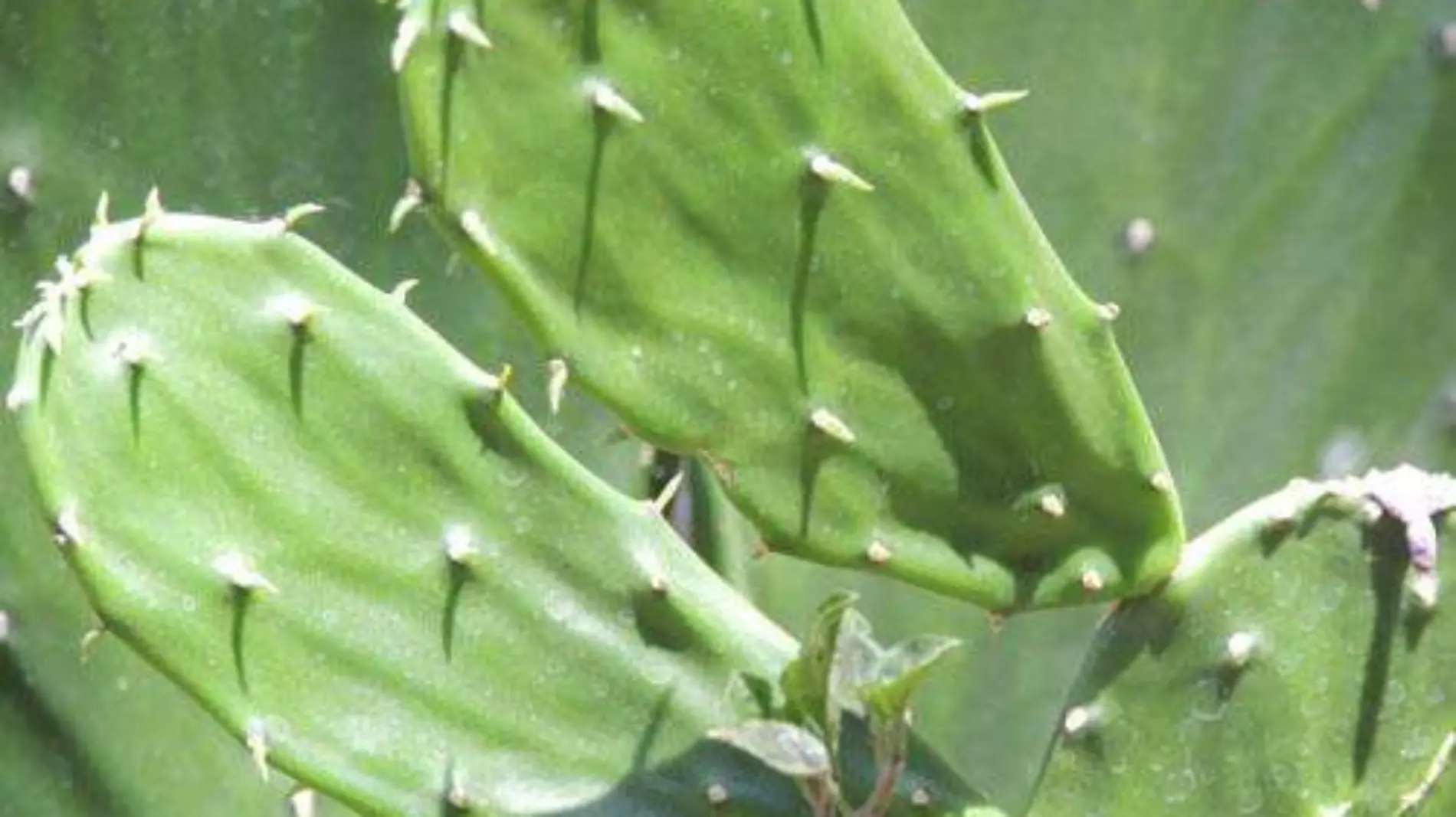 Nopal 1